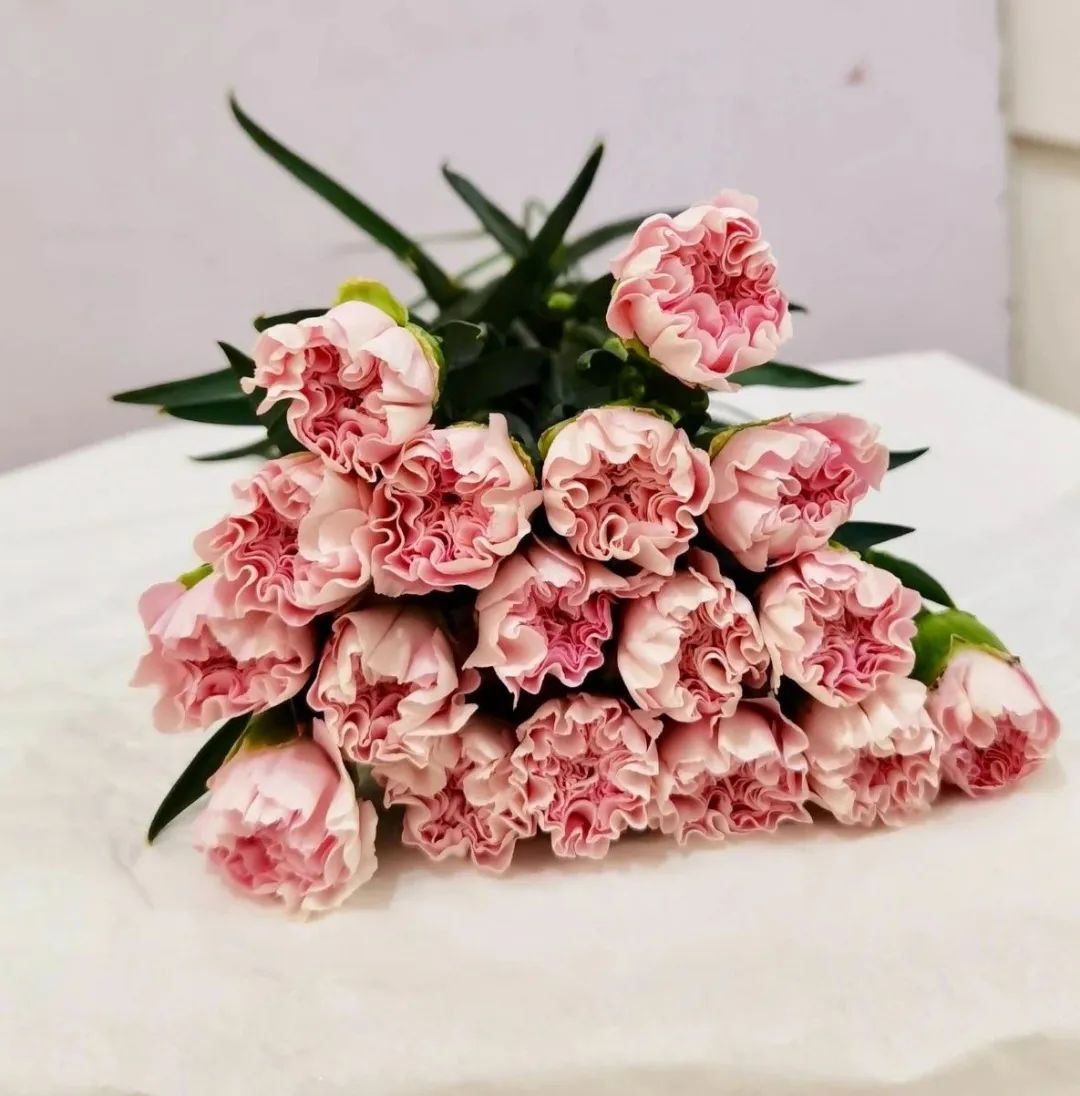 康乃馨献给伟大的母亲