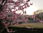 为老年人安置公墓应考虑三个问题